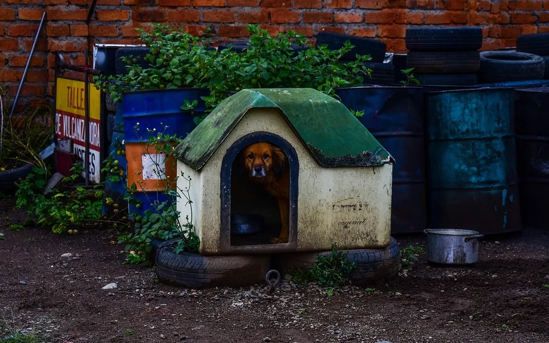 4 consejos para construir una caseta de perro en el jardín